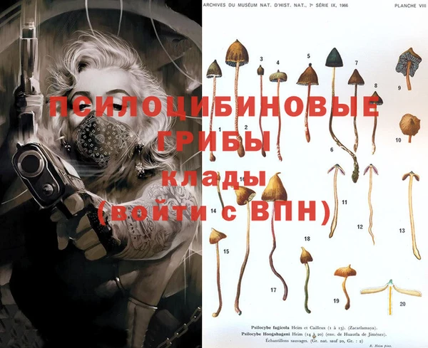 шишки Белокуриха