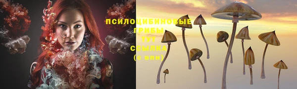 прущие грибы Беломорск
